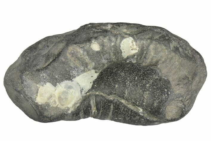 Fossil Whale Ear Bone - Miocene #177807